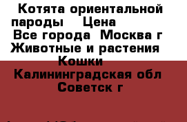 Котята ориентальной пароды  › Цена ­ 12 000 - Все города, Москва г. Животные и растения » Кошки   . Калининградская обл.,Советск г.